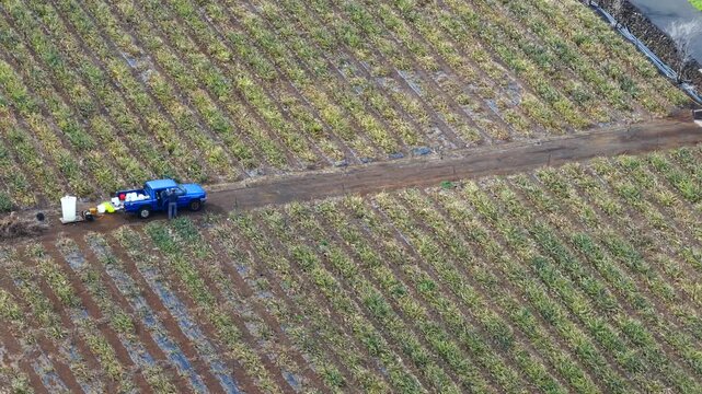 Pineapple Fields El Hierro Spain's Tropical Production Hub Canary Islands