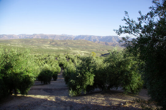 Large olive groves in the province of Ja&Atilde;&copy;n, Andalusia, Spain.