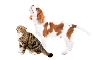 Meowing Scottish Fold cat and curious Spaniel puppy together, looking up, side view, isolated on white background