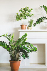 Fototapeta premium Various green houseplants bringing natural decor and freshness to bright home interior