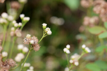 Fototapeta premium Close-up of Delicate White Wildflowers
