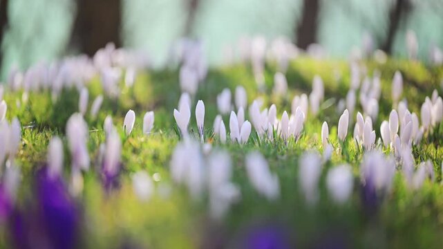 Spring awakening with white crocus flowers in lush grass, peaceful 4K slow motion footage
