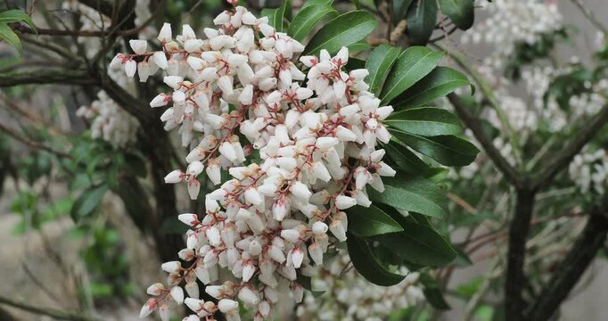 Pieris Japonica - Japanese andromeda producing leathery dark green lance-shaped leaves and cascading clusters of bell-shaped white flowers hanging on branches