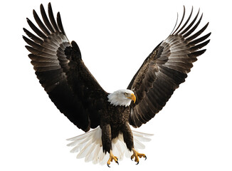 Fototapeta premium Bald eagle in flight with wings spread wide showing white head and dark brown feathers isolated on white background