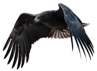 Obraz premium Large black eagle flying with wings outstretched showing dark plumage and sharp beak isolated on a plain white background