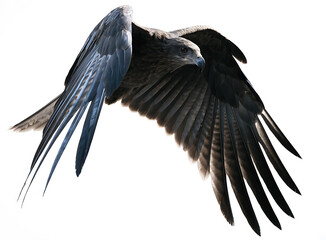 Obraz premium Black kite bird of prey soaring in flight with wings spread wide isolated against a clear white background studio shot