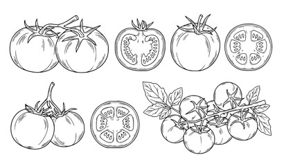 Tomato Botanical Vector Set Featuring Whole Tomatoes, Cross Sections and Vine Clusters with Leaves in Detailed Hand Drawn Outline Illustration Style © MD SHAHAG ISLAM