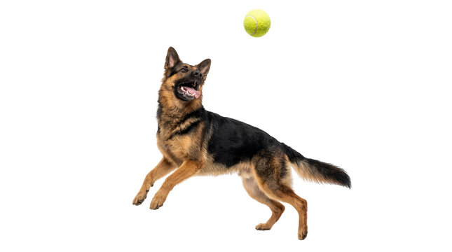 Energetic German Shepherd dog in mid-air, playfully jumping to catch a bright yellow tennis ball, isolated PNG on transparent background, dynamic pet action shot
