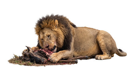 Obraz premium Powerful male lion with a dark mane devouring a wildebeest carcass, captured in a detailed, isolated PNG, showcasing raw nature and predatory instinct