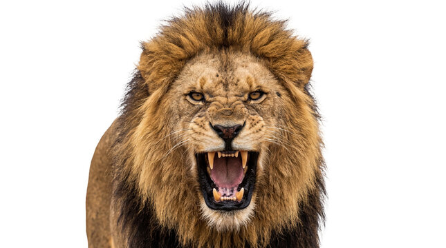 Powerful male lion roaring with an aggressive expression, its majestic mane and sharp teeth clearly visible, isolated PNG on a clean transparent background