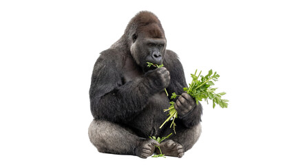 Powerful adult western lowland gorilla sitting peacefully, consuming a fresh bundle of green leafy vegetables, isolated PNG on transparent background, a primate s healthy diet © Irina