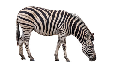 Obraz premium Majestic African zebra with distinctive black and white stripes, head bent down in a grazing pose, isolated PNG on transparent background, wildlife