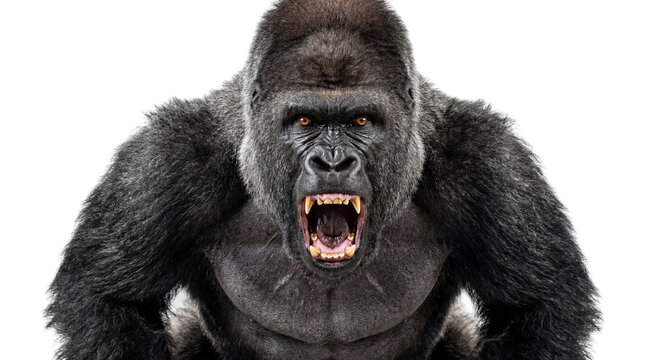 Powerful silverback gorilla roaring aggressively, mouth open with bared teeth, its imposing figure isolated on transparent background, wild animal