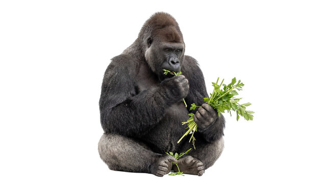 Powerful adult western lowland gorilla sitting peacefully, consuming a fresh bundle of green leafy vegetables, isolated PNG on transparent background, a primate s healthy diet