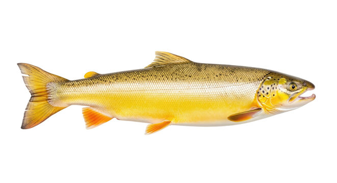 Golden brown trout with orange fins
