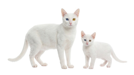 Adult and kitten white cats with striking heterochromia, one blue and one yellow eye, standing, isolated PNG on transparent background, for pet designs © Irina