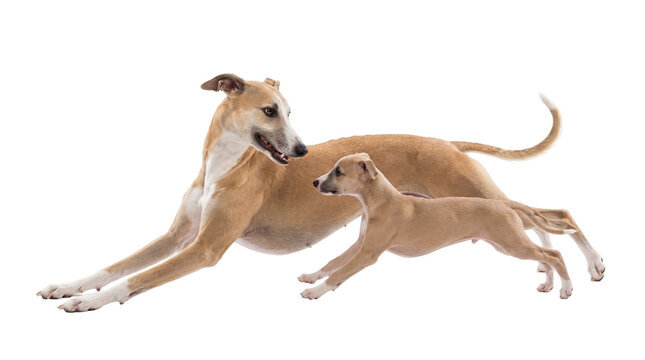 Graceful fawn Whippet adult dog and playful puppy running together, captured in a dynamic isolated PNG, on transparent background, showcasing speed and agility
