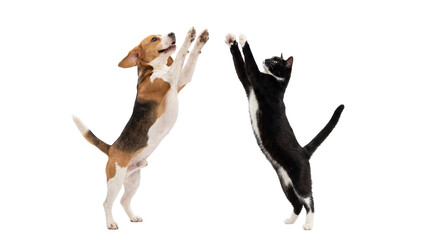 Playful beagle dog and tuxedo cat standing on hind legs with paws raised, an isolated dynamic pet interaction PNG on transparent background © Irina
