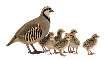 Adult Chukar partridge with a group of fluffy, striped chicks, isolated on a clean background, a family of game birds PNG © Irina