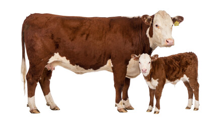 Adult Hereford cow with ear tag H712 and her young calf standing together, isolated on a transparent background, livestock animal PNG for farm and agriculture concepts © Irina