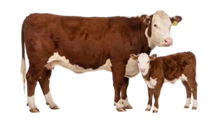 Fotobehang Koe Adult Hereford cow with ear tag H712 and her young calf standing together, isolated on a transparent background, livestock animal PNG for farm and agriculture concepts  © Irina