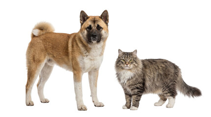 Obraz premium Majestic Akita dog and fluffy tabby cat standing side by side, looking directly at camera, isolated studio shot PNG, ideal for pet-themed projects