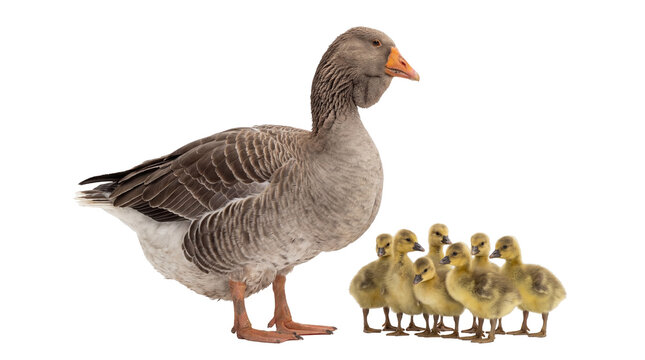 Adult grey goose with seven adorable yellow goslings standing together, isolated farm animal family on transparent background PNG