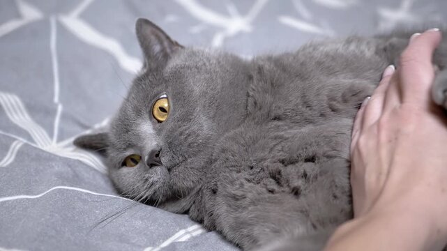 A gray cat lies on its back and plays with a woman's hand. The cat playfully bites and paws at the hand, enjoying the attention and interaction.