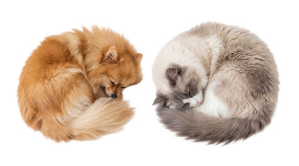 Fototapeta premium Fluffy orange Pomeranian dog and bicolor Ragdoll cat peacefully sleeping curled up, isolated PNG on transparent background, ideal for animal-themed designs