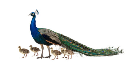 Naklejka premium Majestic Indian peafowl with vibrant blue and green plumage, accompanied by five adorable peachicks, isolated on transparent background, a beautiful family portrait PNG