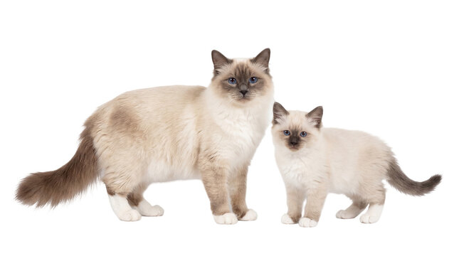 Beautiful Birman cat mother and her adorable kitten standing together, isolated PNG on transparent background, showcasing their elegant cream fur and striking blue eyes