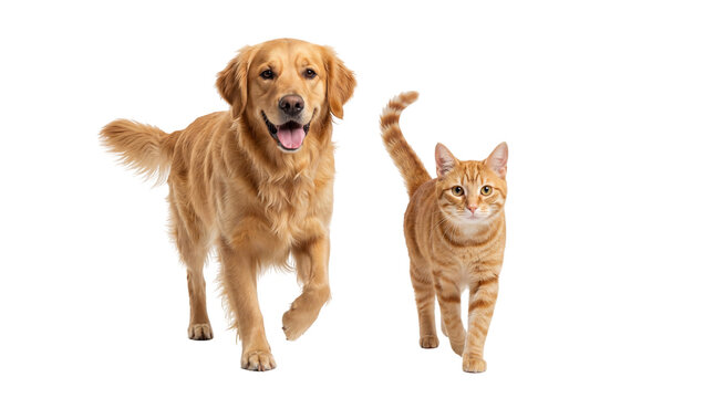 Happy Golden Retriever dog and an orange tabby cat walking together, a friendly pet duo isolated on transparent background PNG