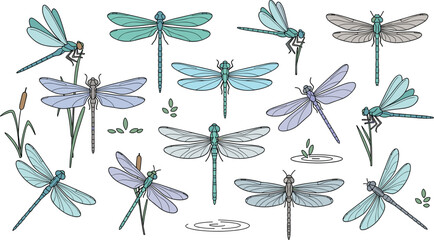 Hand drawn vector illustration set of colorful dragonflies and damselflies in various flying poses and resting on marsh plants for nature design. © MdGohurul