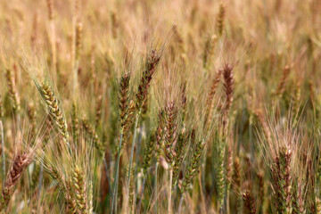 Fototapeta premium Golden Ripe Wheat Field in Sunlight