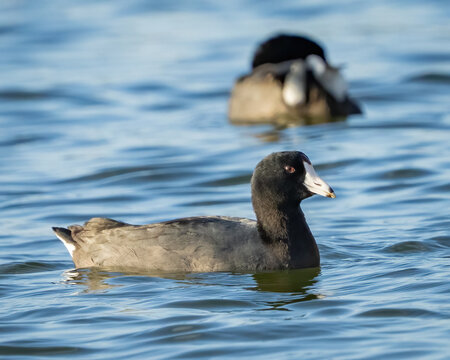 Coot bird on the Lake