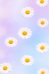 Obraz premium Soft pastel background with floating white daisies and bright yellow centers, creating a dreamy, light, and cheerful floral pattern with a gentle, spring-like atmosphere.