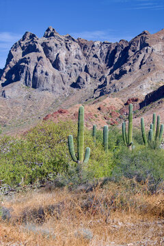 Desert Scene Cactus and Mountains Near La Paz Baja California Sur Mexico