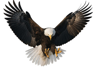 Obraz premium Bald eagle in flight with wings spread wide and sharp talons reaching forward isolated on a plain white studio background