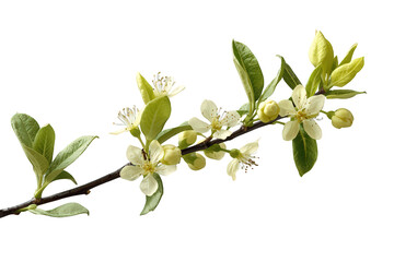 Fototapeta premium Branch of spring flowers blooming with white petals and fresh green leaves on a transparent background