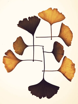 Feuilles de ginkgo biloba