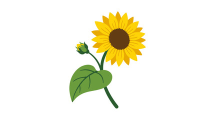 Fototapeta premium Sunflower, a farm-grown plant. A field crop of agricultural sunflowers featuring buds, yellow petals, a curved stem, and leaves. A natural summer flower. A flat botanical vector illustration set