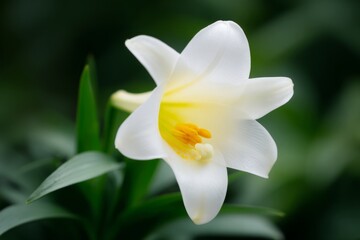 Fototapeta premium Easter and Lily Photography s 