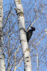 Fototapeta premium black woodpecker on a tree