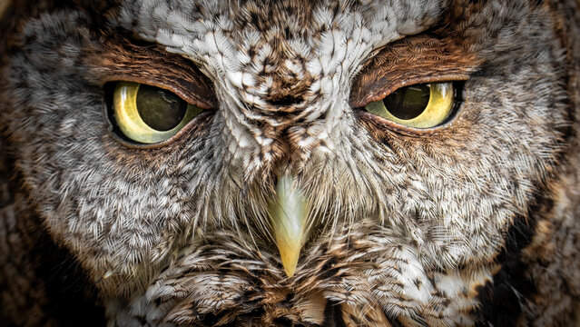 Screech Owl in a bird box