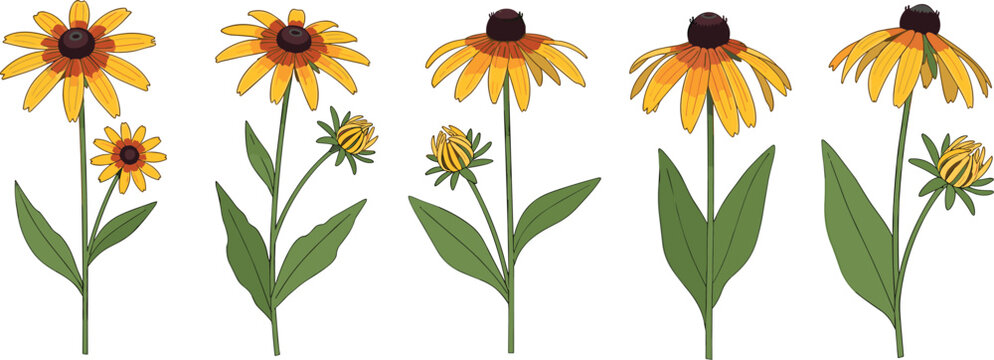 Rudbeckia flower vector set. Yellow black-eyed Susan blooms with stems, buds, and leaves. Flat botanical illustrations for summer, garden, and wildflower design.