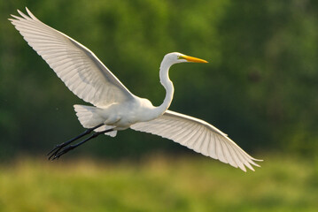 Fototapeta premium Great Egret (Ardea alba) in Flight