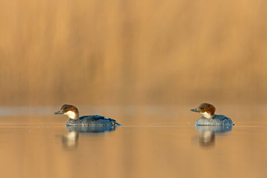 Two female Smews (Mergellus albellus) swimming on a calm lake at sunset. Minimalist wildlife photography in golden light.