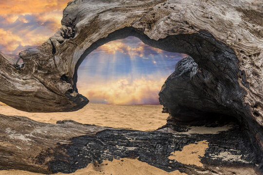 Colorful ocean sunset through an old wooden driftwood tree on the sandy beach.