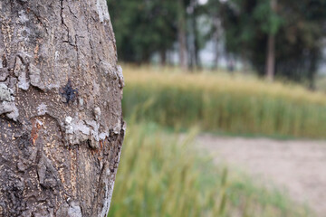 Fototapeta premium Close-up of Textured Tree Bark