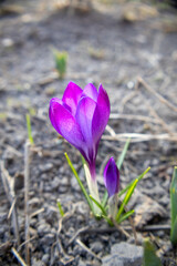 Obraz premium Vibrant Purple Crocus Flower Blooming in Early Spring